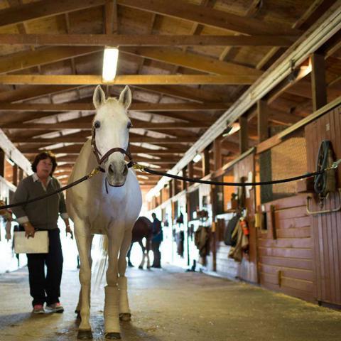 A horse being observed